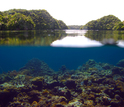 Palau's coral reefs